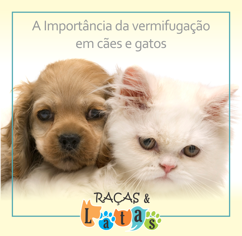 Importância da vermifugação em cães e gatos