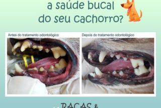 Saúde bucal